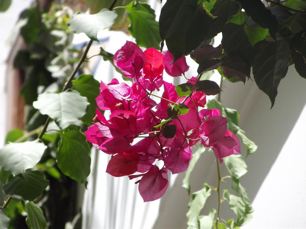 Riad Les Bougainvilliers Marrakesh Bagian luar foto